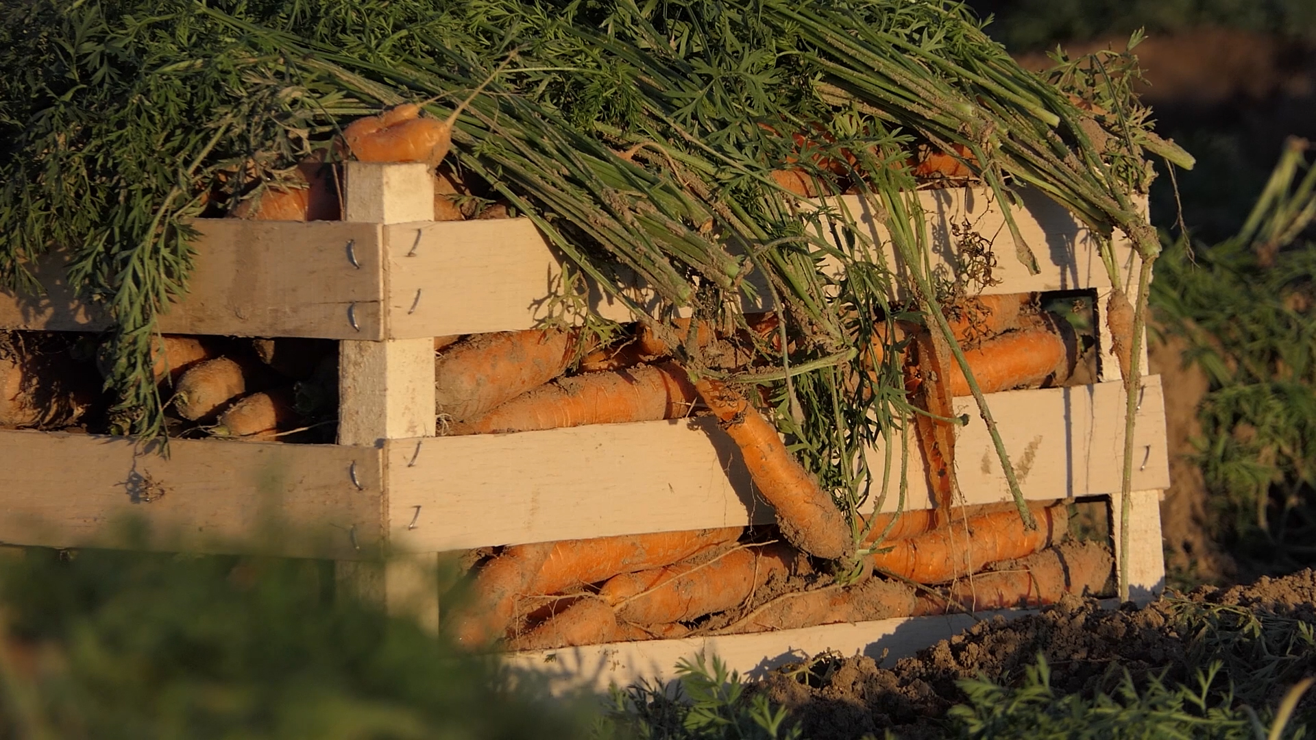 Agro DAN za utorak, 14.11.2023.