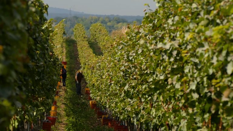 Vlada će nastaviti da podržava vinare