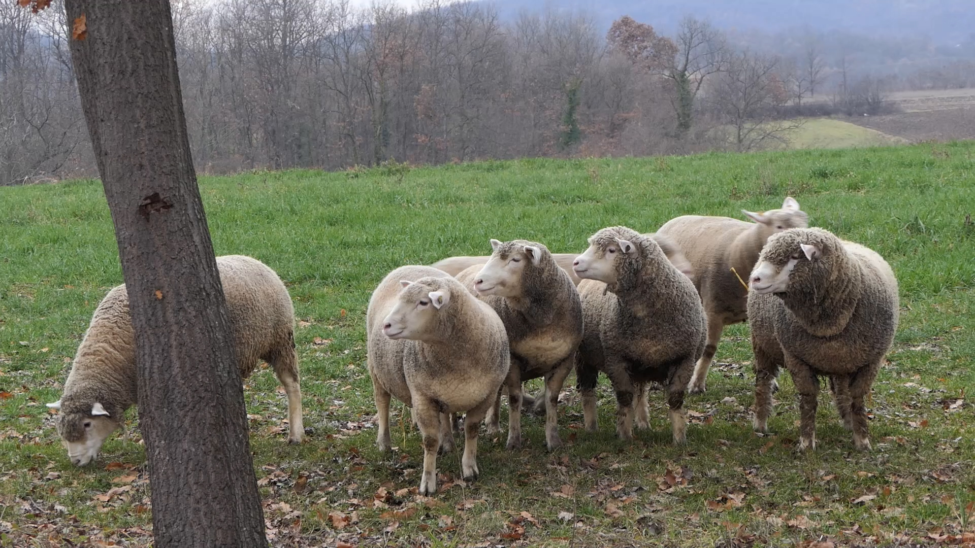Genetski razvoj stada kao odgovor na izazove u ovčarstvu