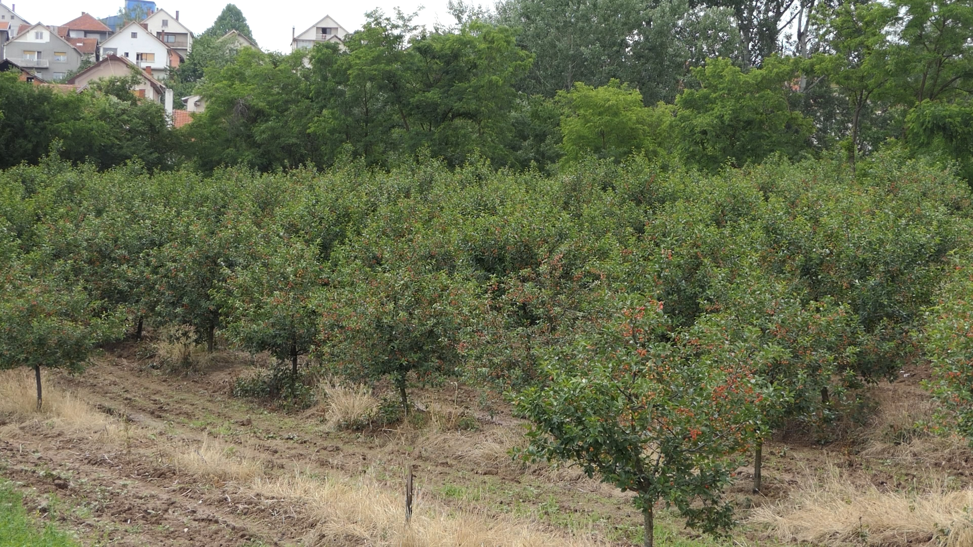 Gasi se Poljoprivredna služba u Prokuplju