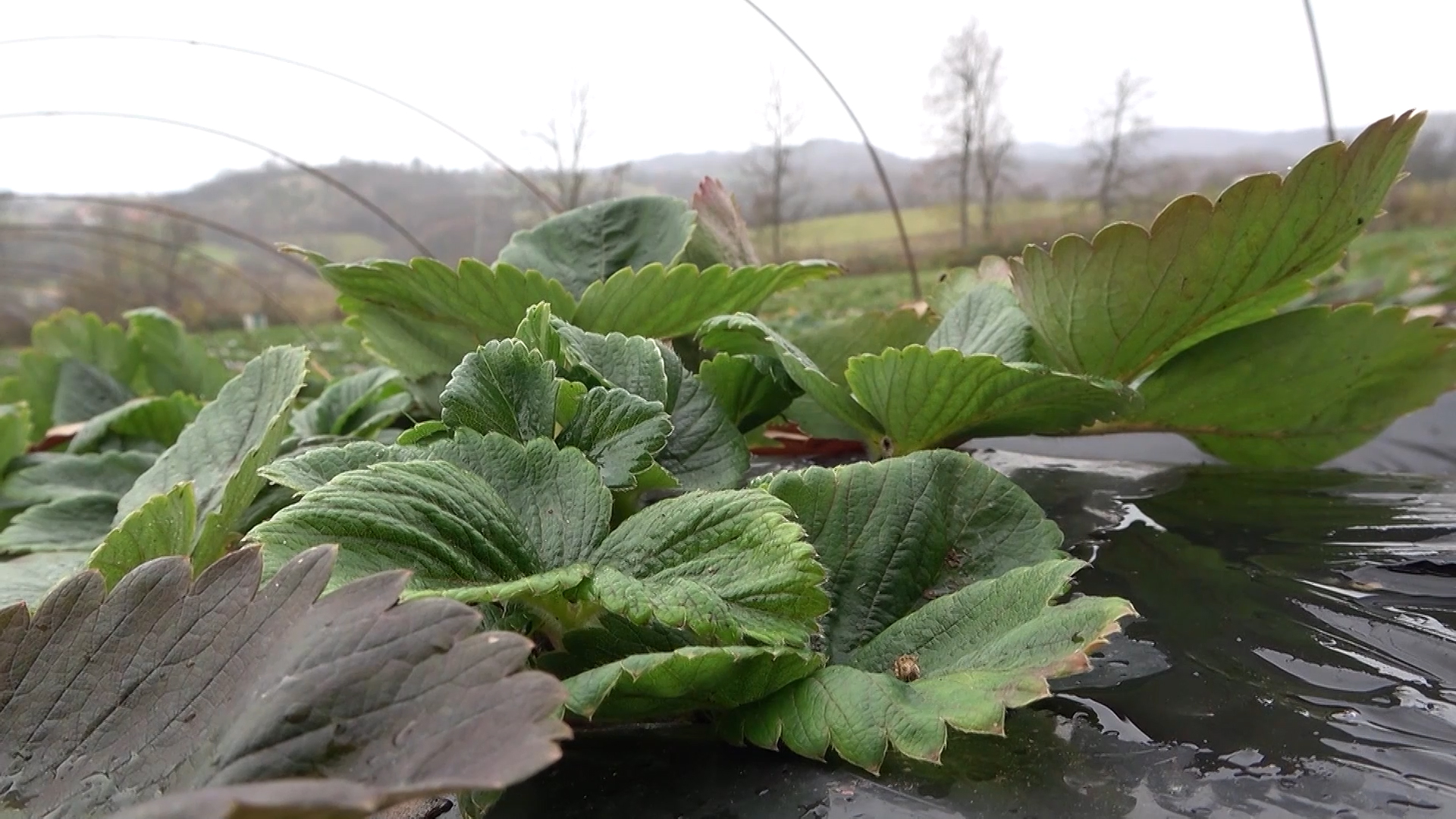 Niske temperature i jagode – zaštita ključna za zimske i prolećne izazove