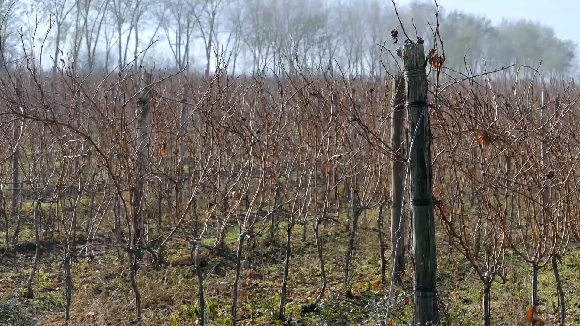 Nove podloge i sorte važne za praćenje savremenih trendova