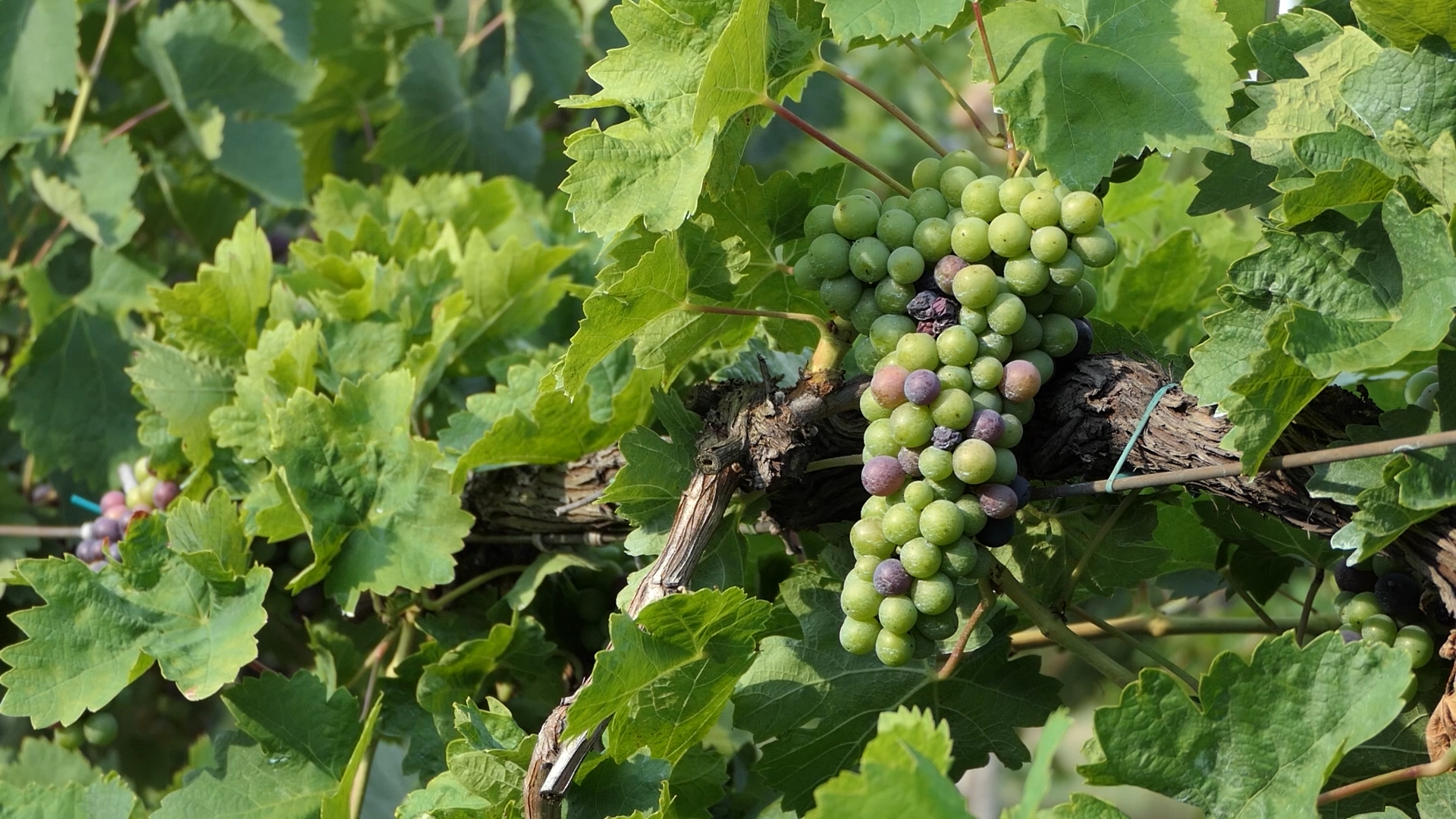 Za unapređenje vinogradarstva potreban razvoj autohtonih sorti