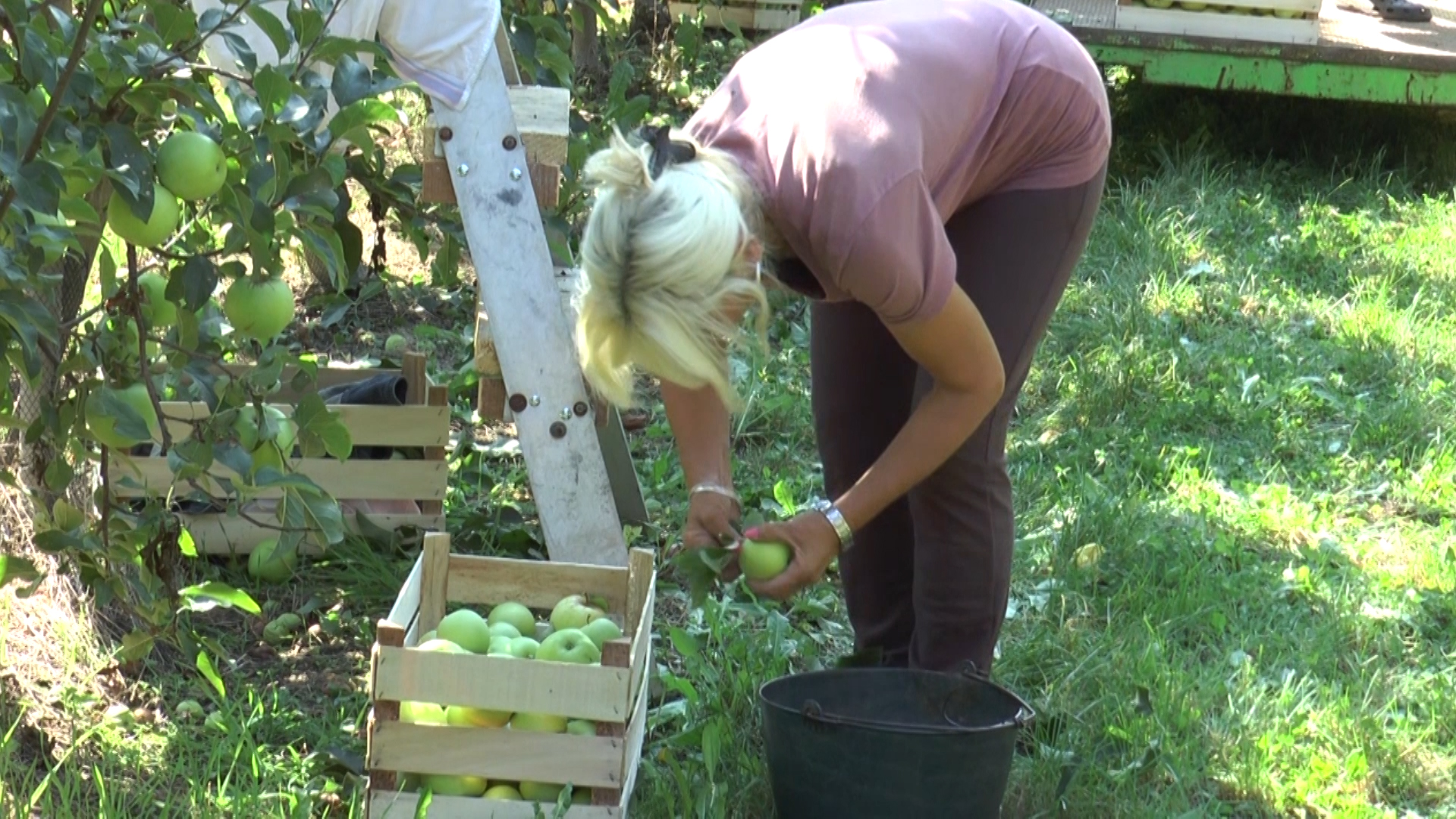 Žene rade dok muškarci gazduju imanjima